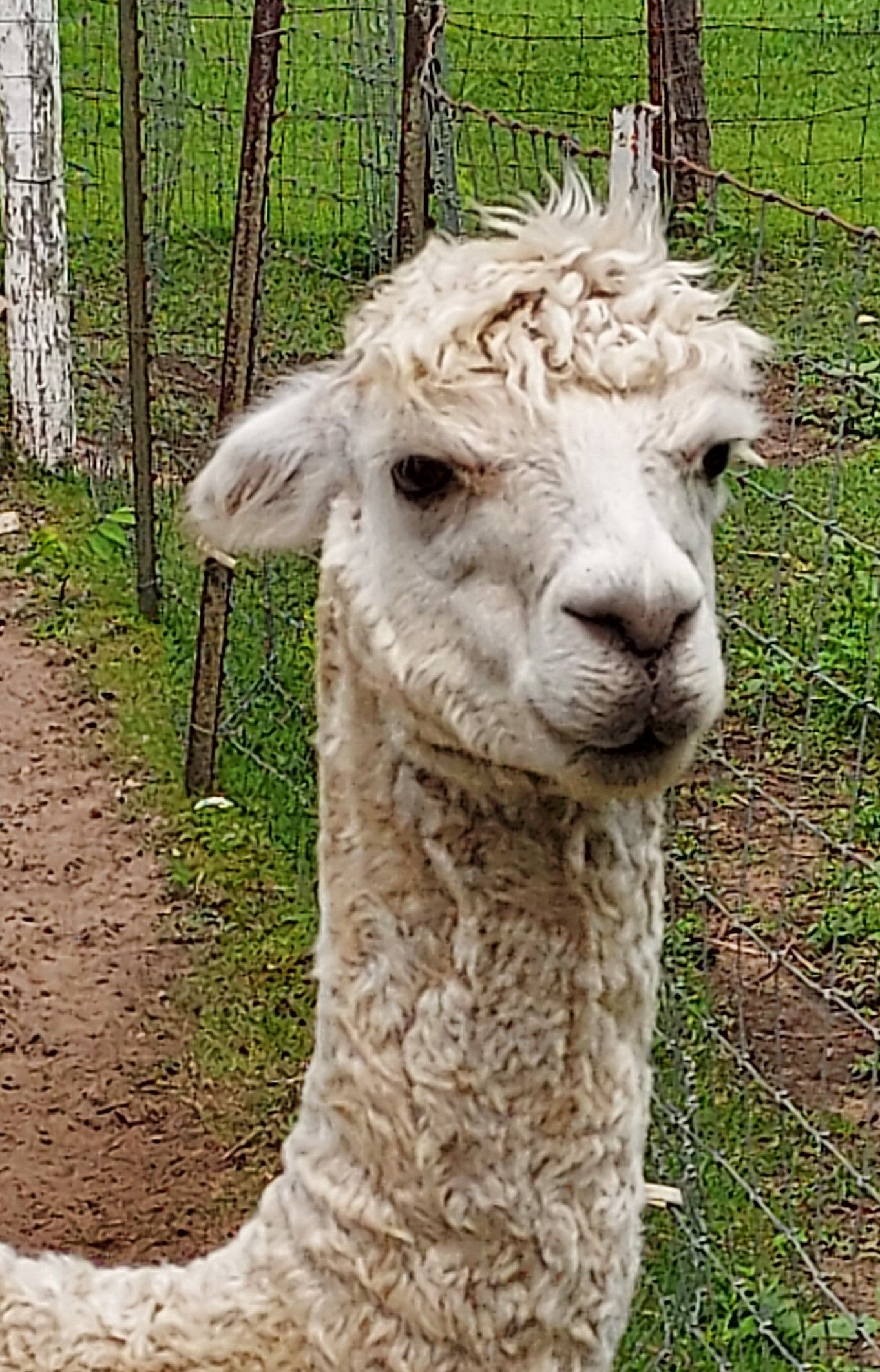 Adopt An Alpaca