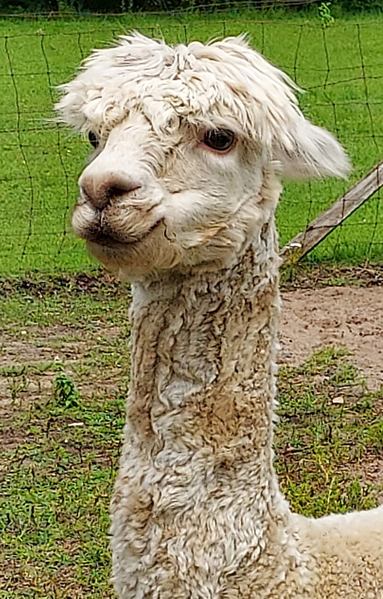 Adopt An Alpaca