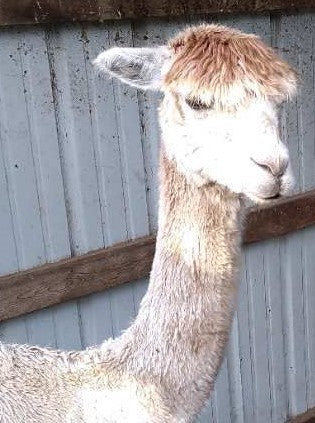 Chloe, a red headed suri alpaca