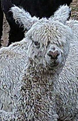 Adopt An Alpaca