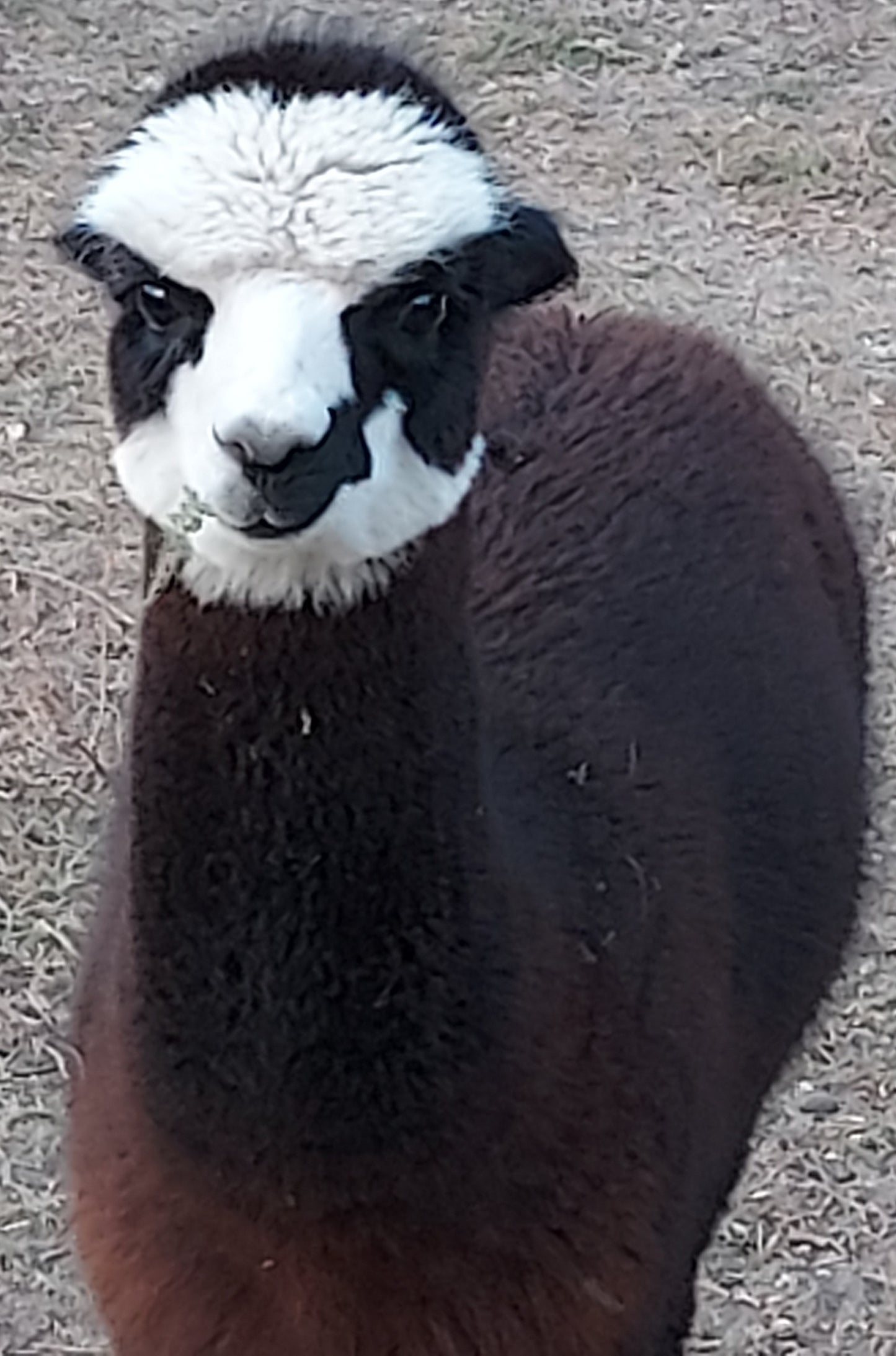 Adopt An Alpaca