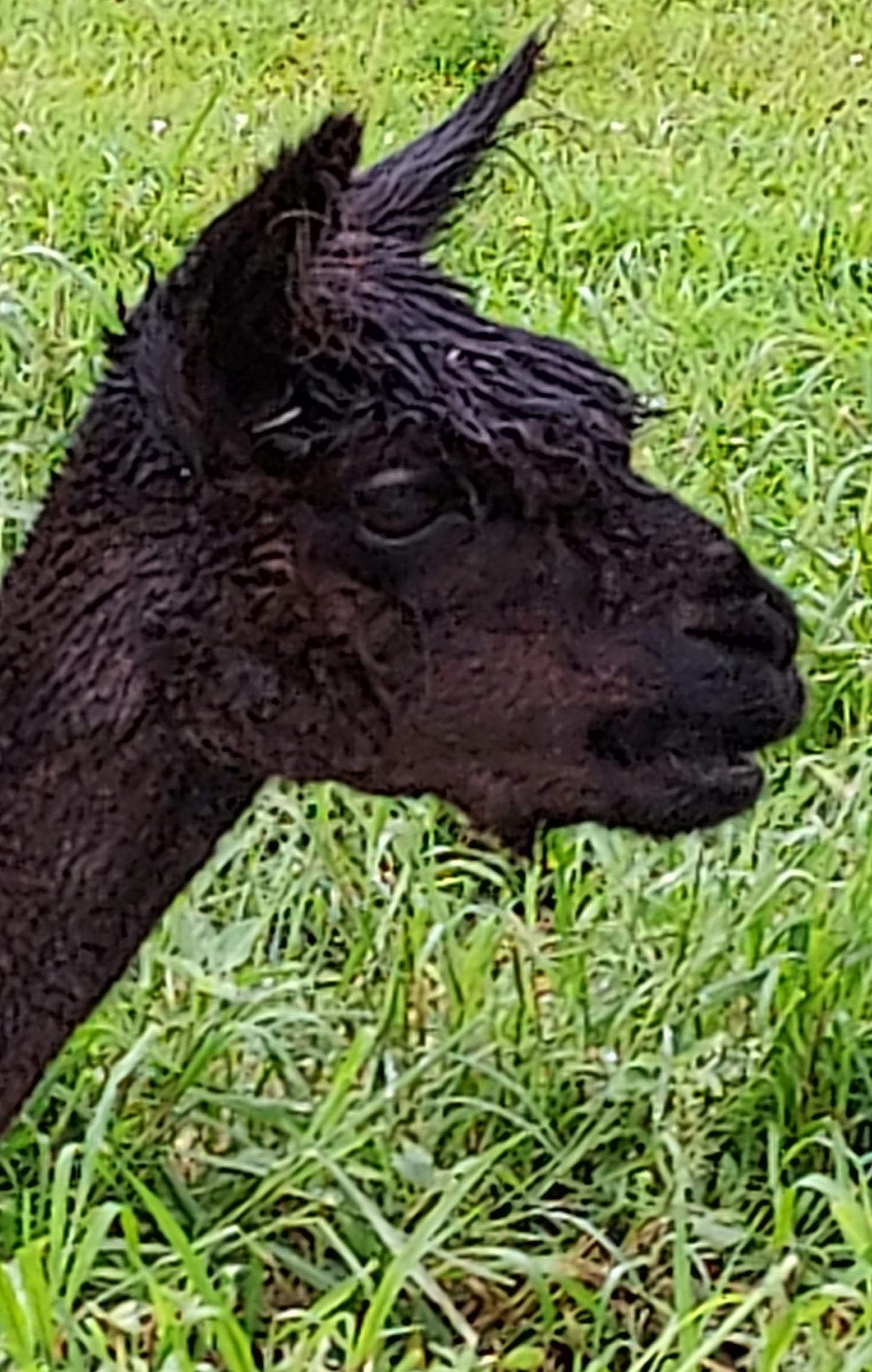 Adopt An Alpaca