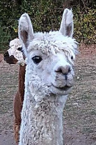 Adopt An Alpaca