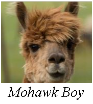 Adopt An Alpaca