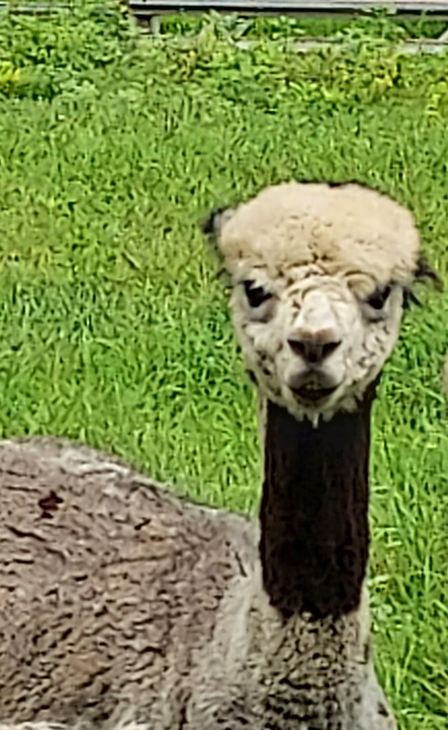 Adopt An Alpaca