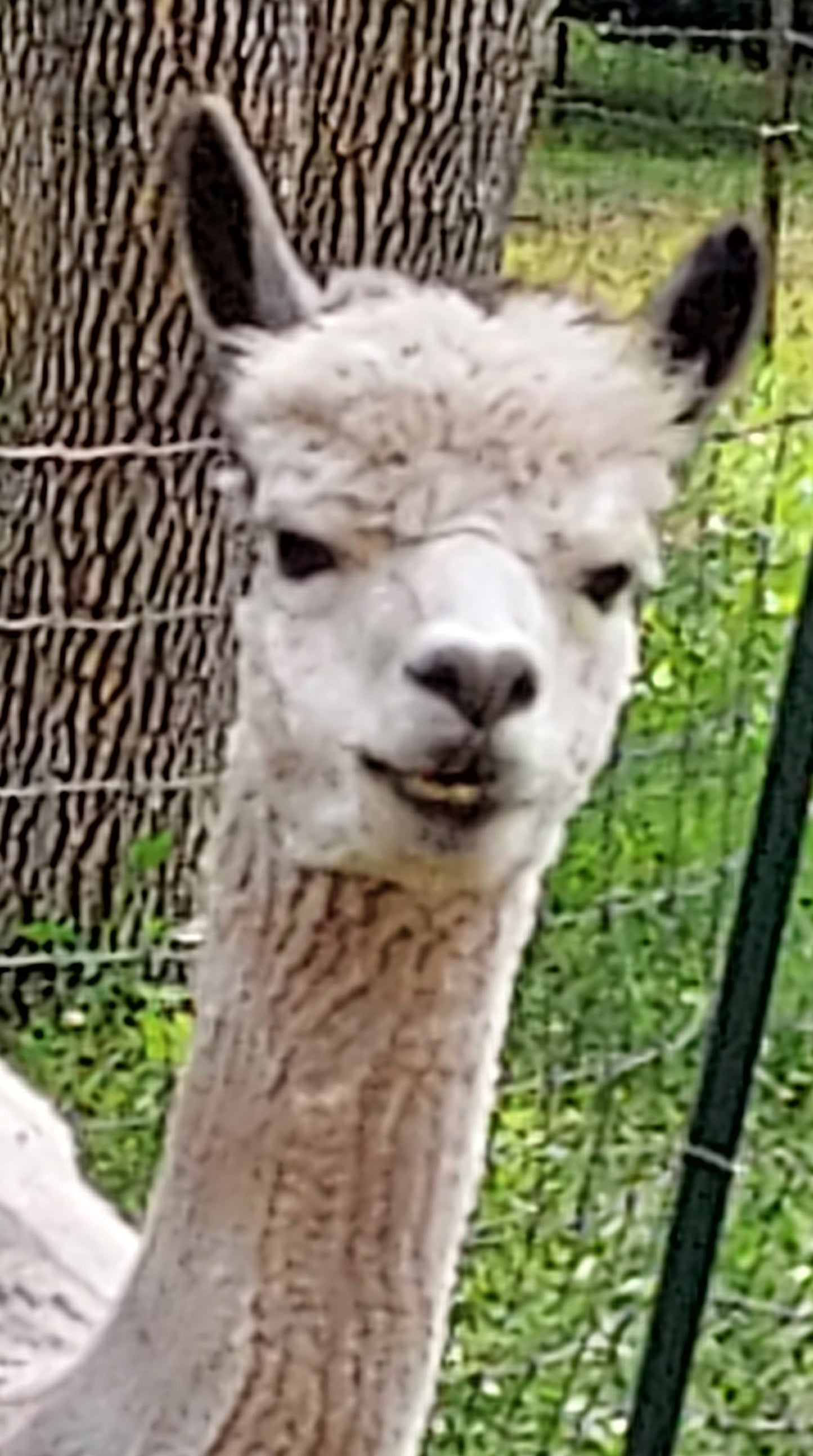 Adopt An Alpaca