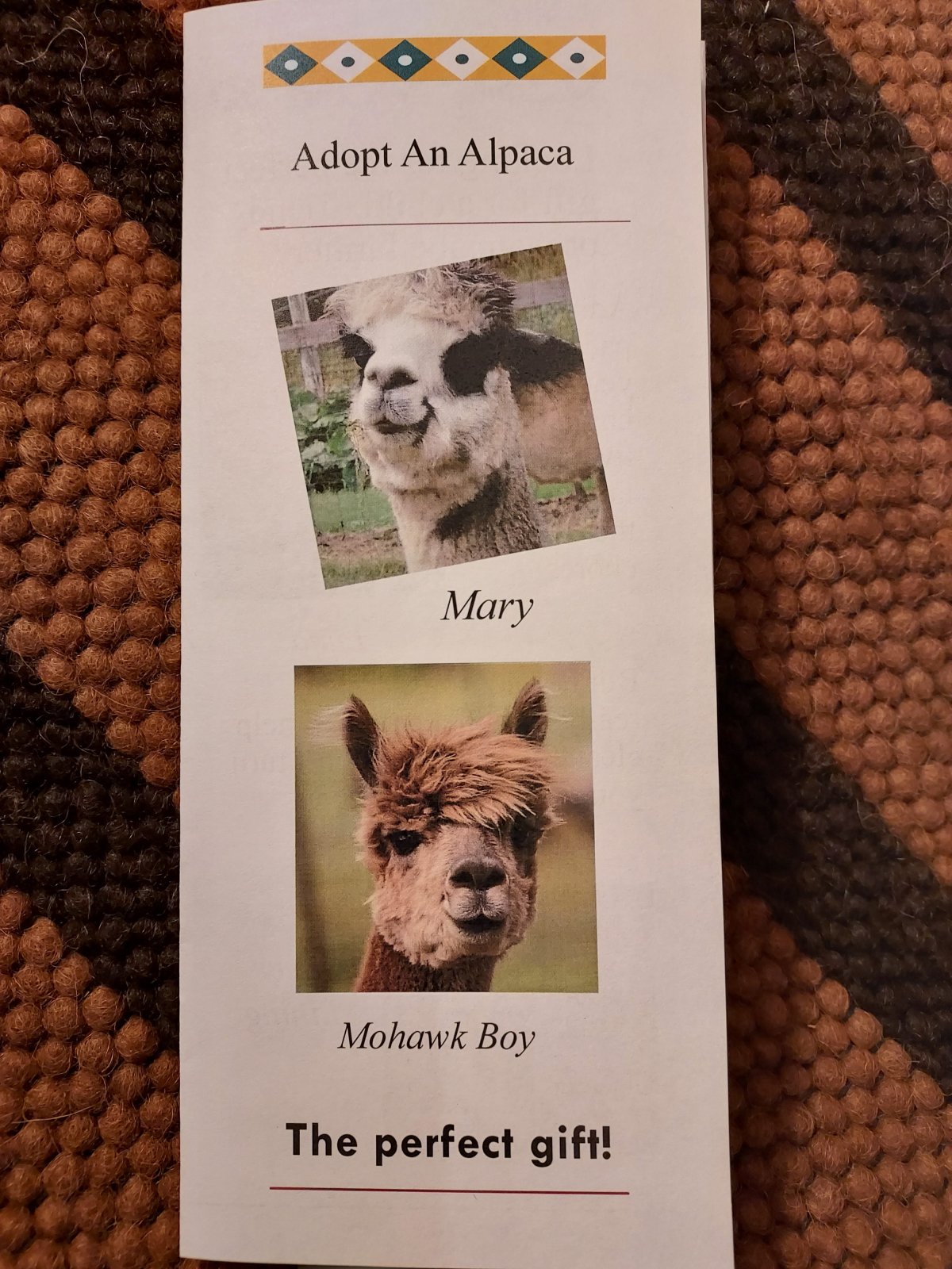 Adopt an Alpaca